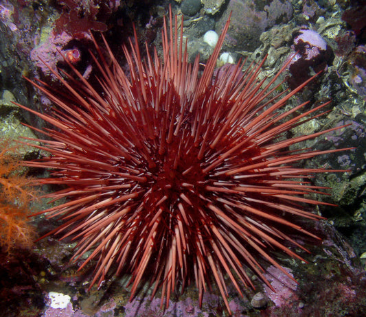 Red Urchin
