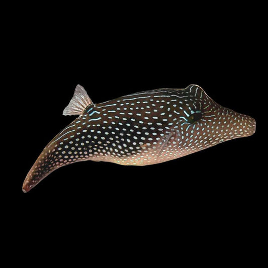 Toby Pearl Puffer