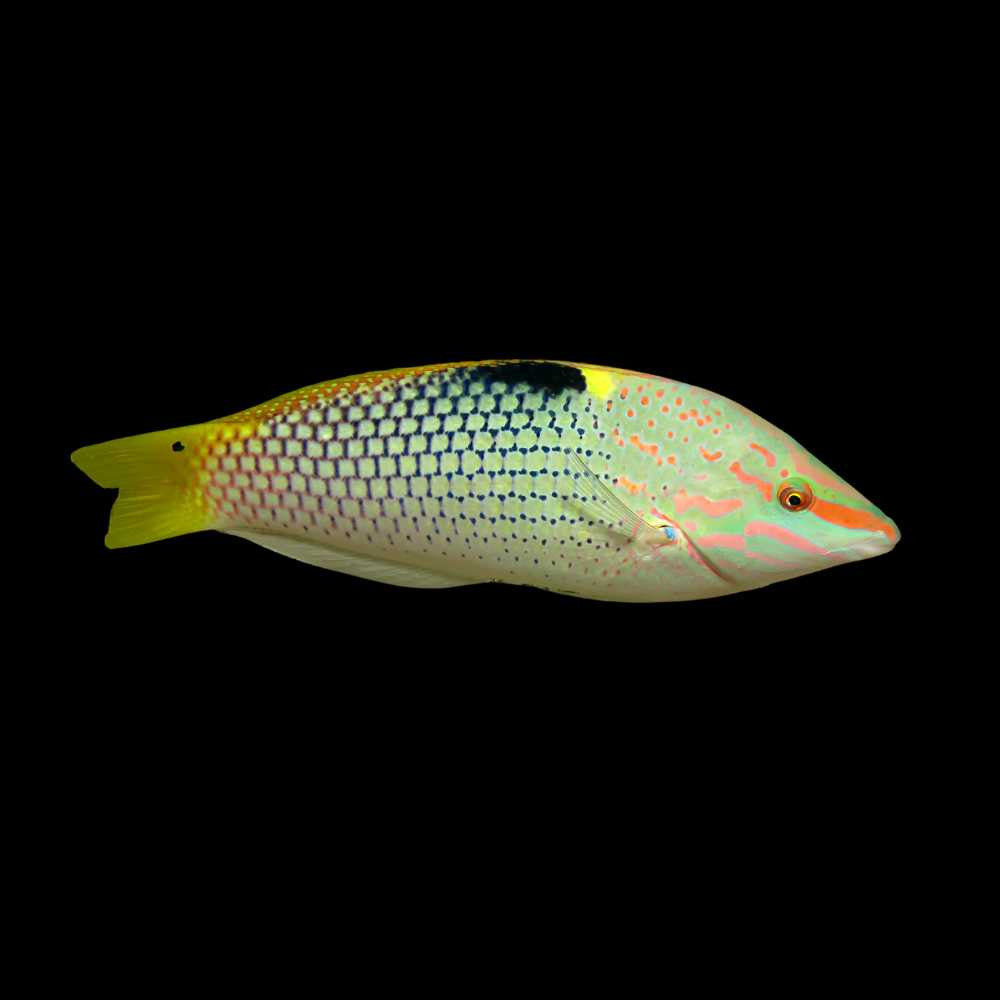 Checked Marble Wrasse