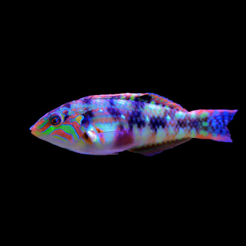 Nebulous Wrasse