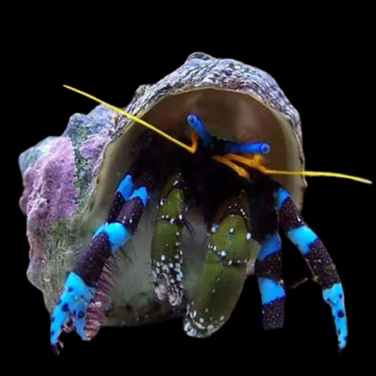 Blue Leg Hermit Crab