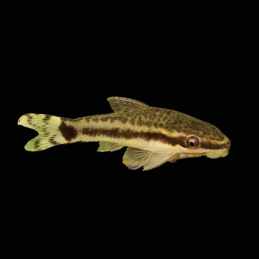 Otocinclus Catfish
