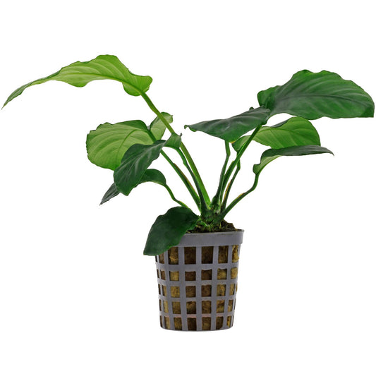 Anubias Barteri "Broad Leaf" - Potted