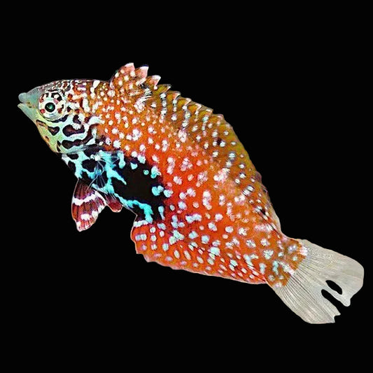 Blue Star Leopard Wrasse (Female)
