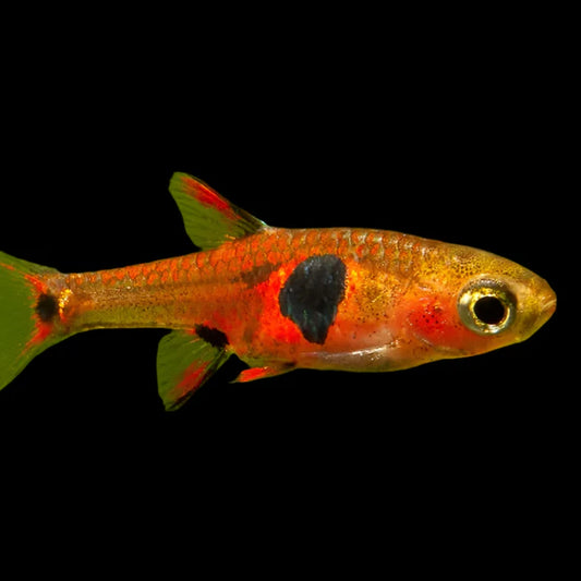 Strawberry Rasboras