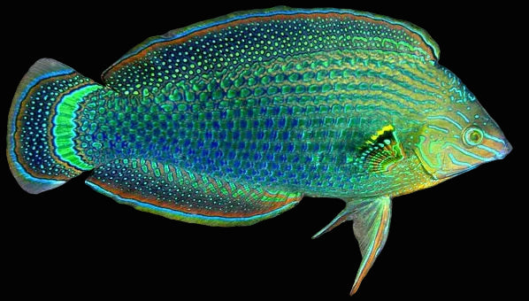 Dusky Margined Wrasse
