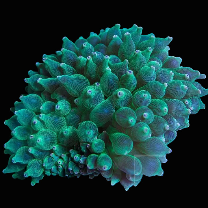 Bubble Anemone
