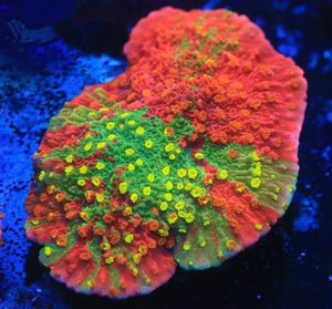 Grafted Montipora Small Colony