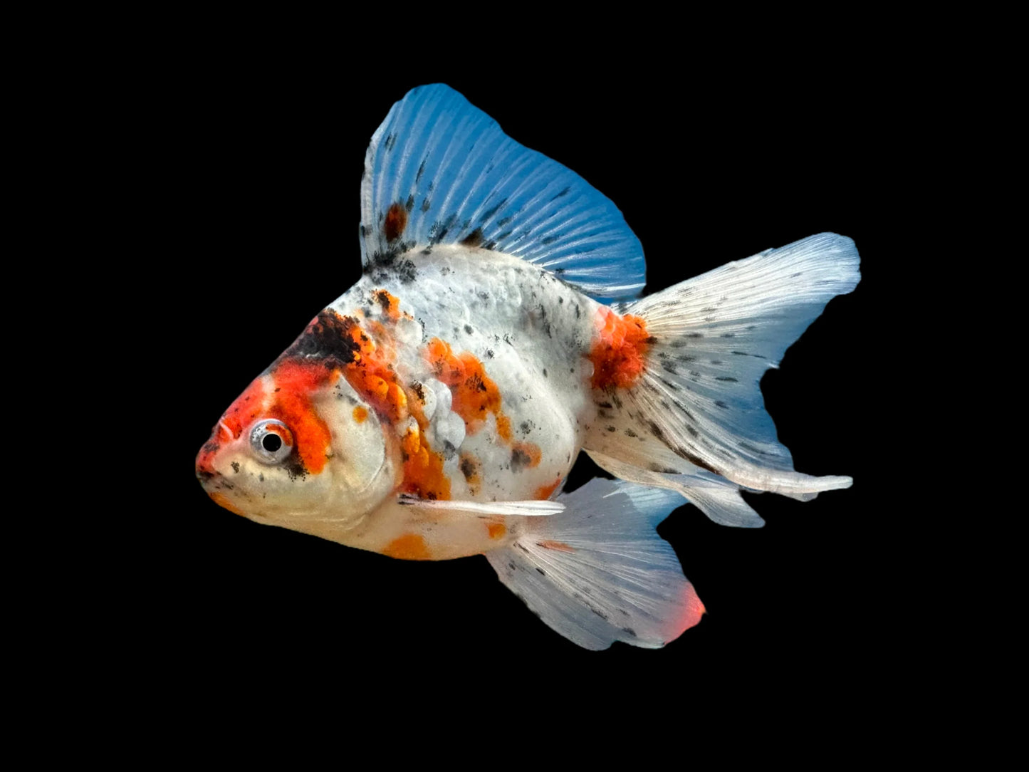 Fancy Goldfish