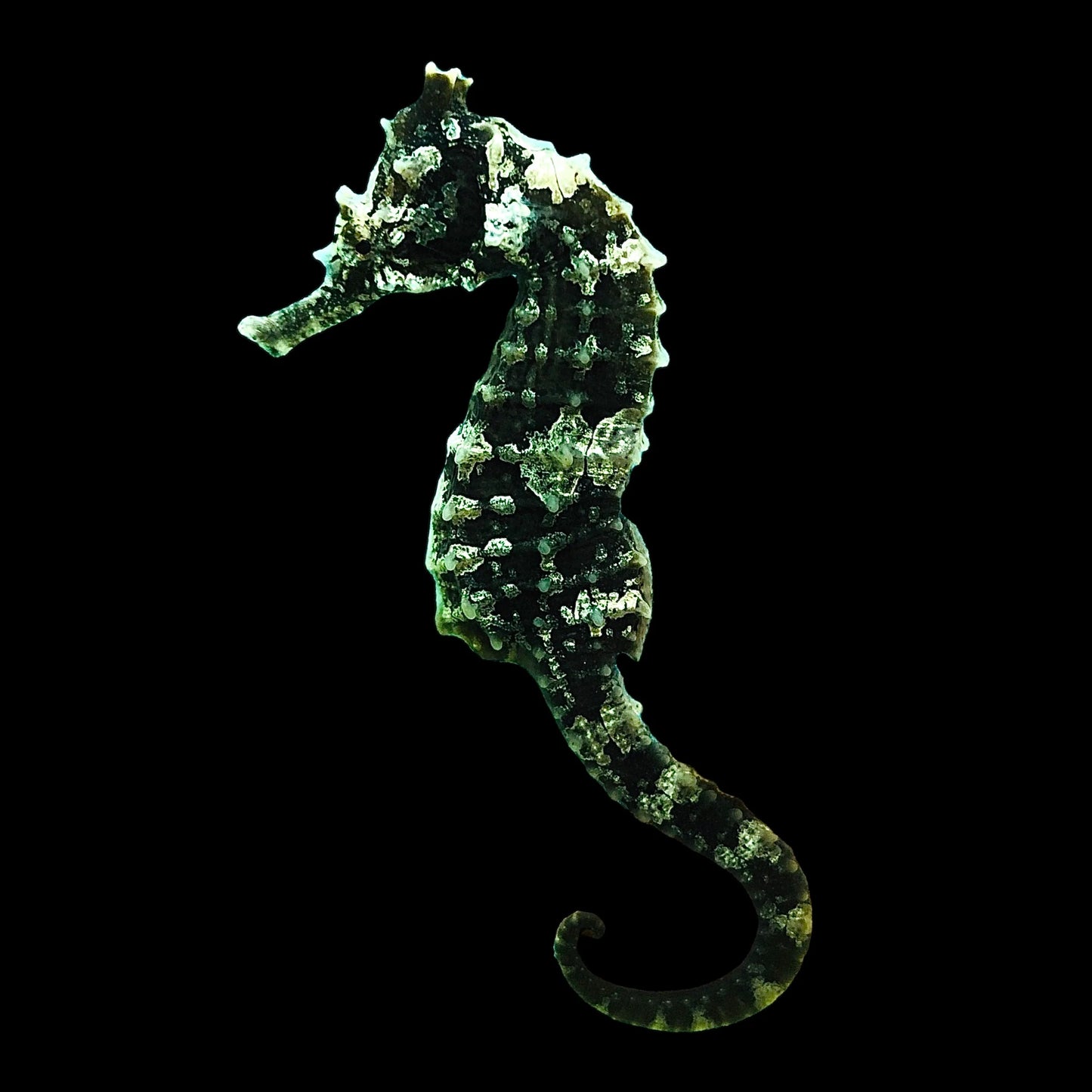 Large Dark Saddled Seahorse