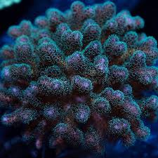 Pocillopra Frag
