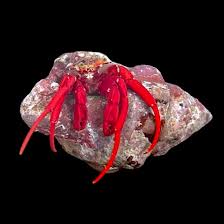 Scarlet Red Hermit Crabs