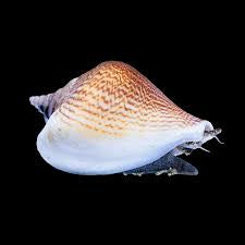 Dog Conch Snail