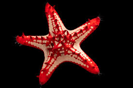 Red Knobby Starfish
