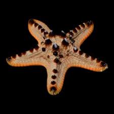 Starfish Chocolate Chip