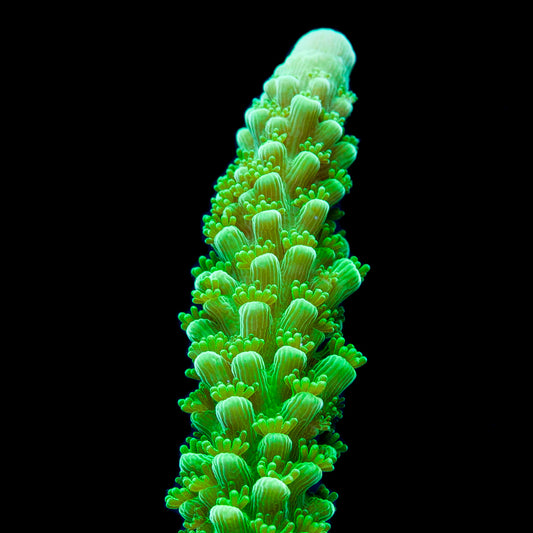 Green Slimer Acropora
