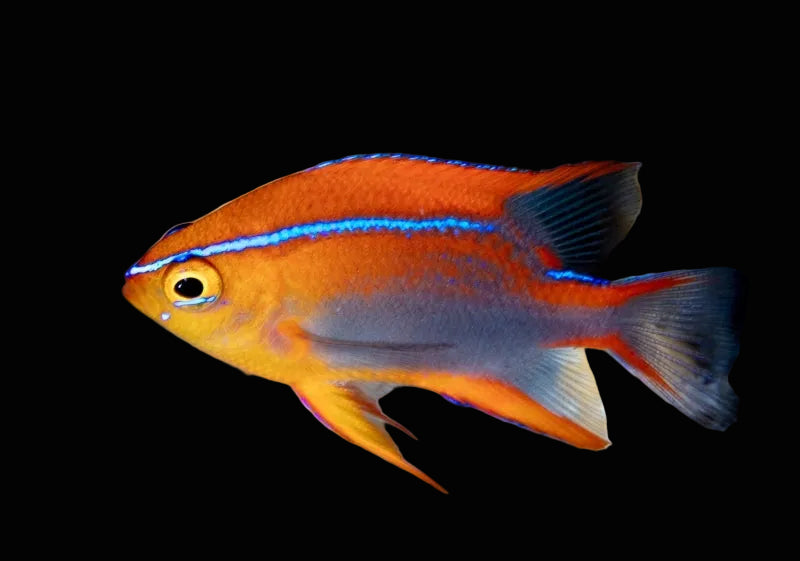Crossi Damselfish