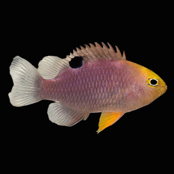 Talbot Damselfish