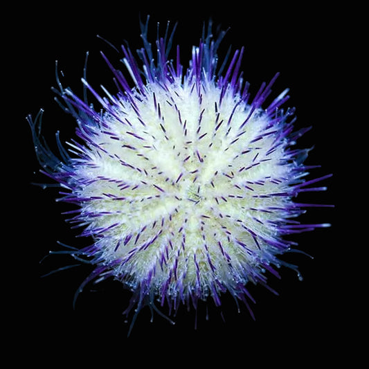 Purple Urchin