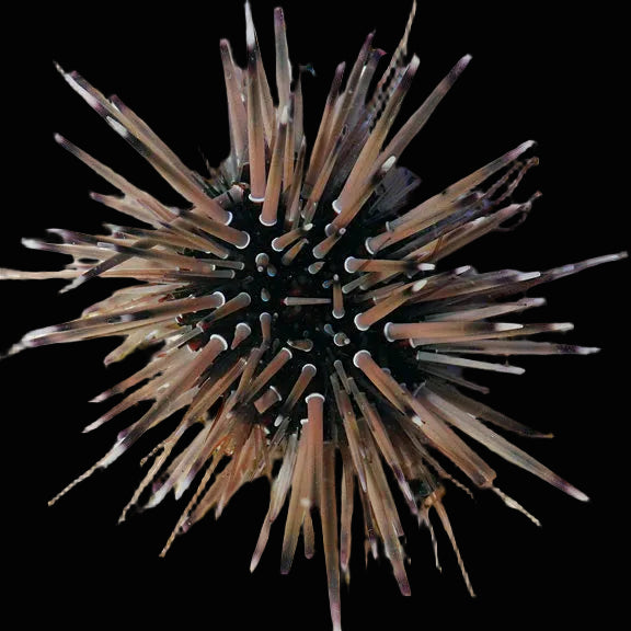 Short Spine Urchin