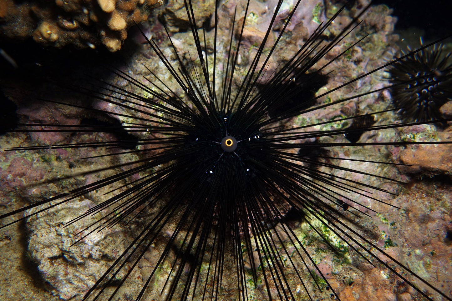 Long Spine Urchin