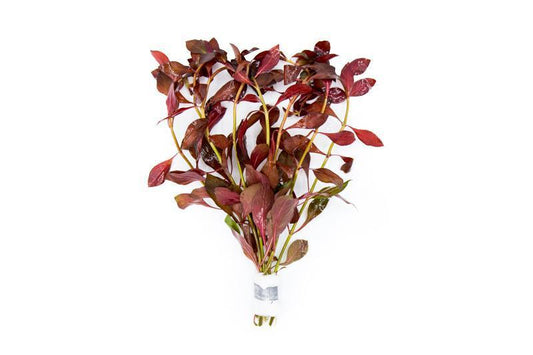 Ludwigia Repens "Diamond Red" - Red Diamond Ludwigia
