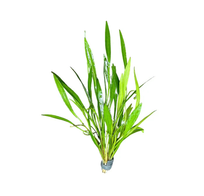 Lilaeopsis Novae-Zelandiae - New Zealand Grass Plant