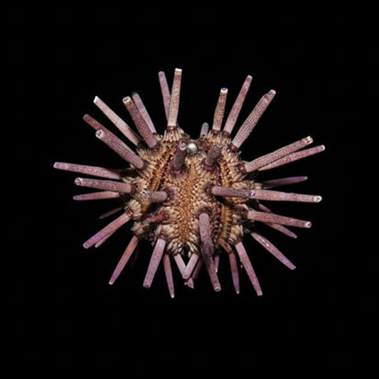 Pencil Urchin