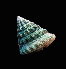 Pyramid Turbo Snails