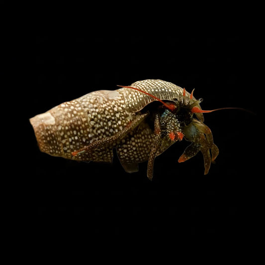 Red Leg Hermit Crab