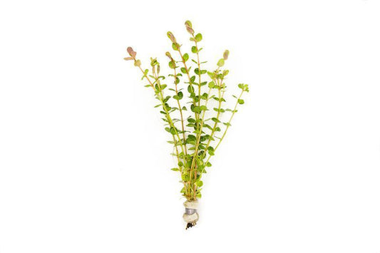 Rotala Indica - Indian Toothcup