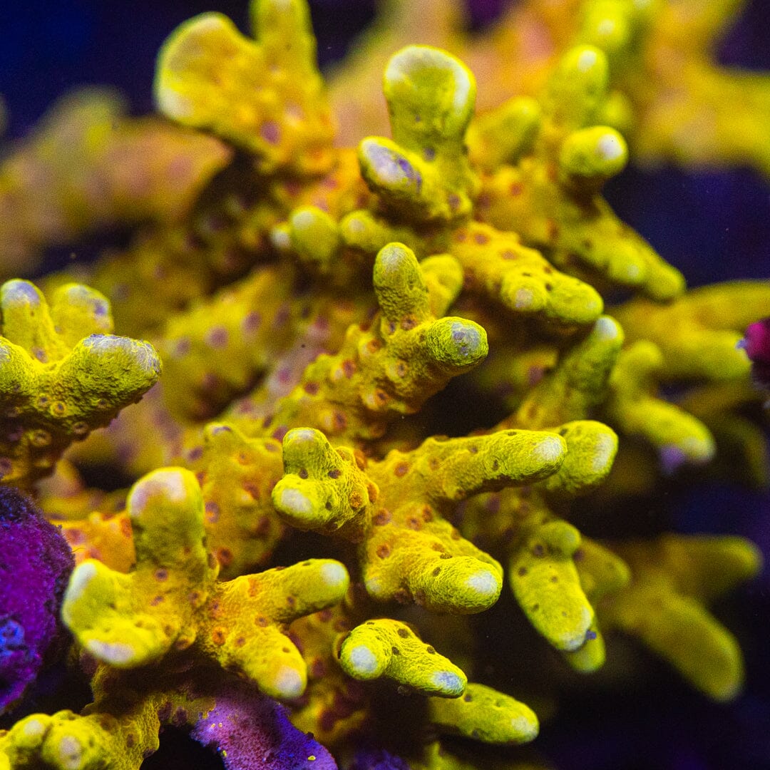 Gold Staff Anacropora Frag