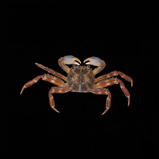 Sally Lightfoot Crab