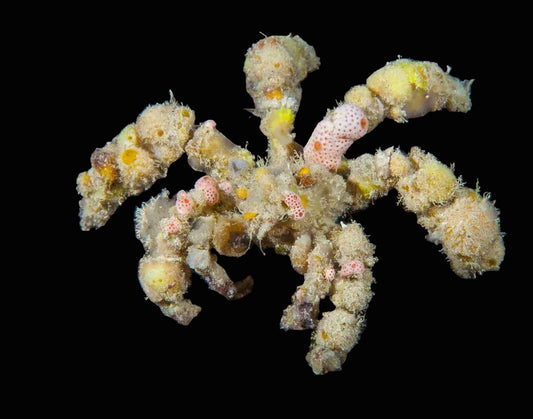 Decorator Spider Crab