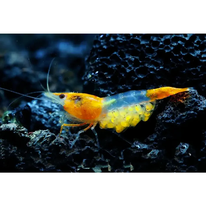 Sunkist Rili Neocaridina Shrimp