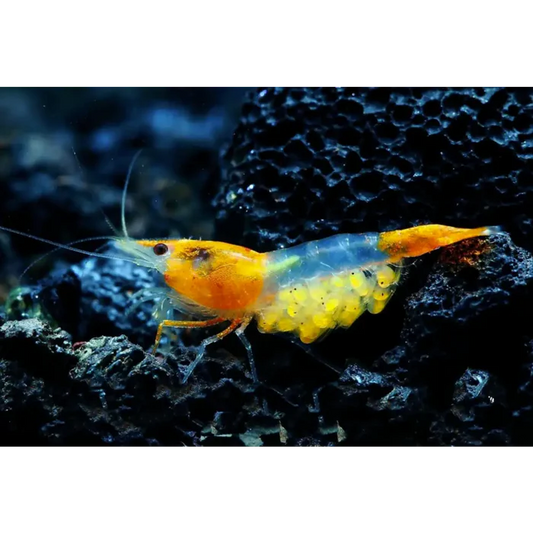 Sunkist Rili Neocaridina Shrimp