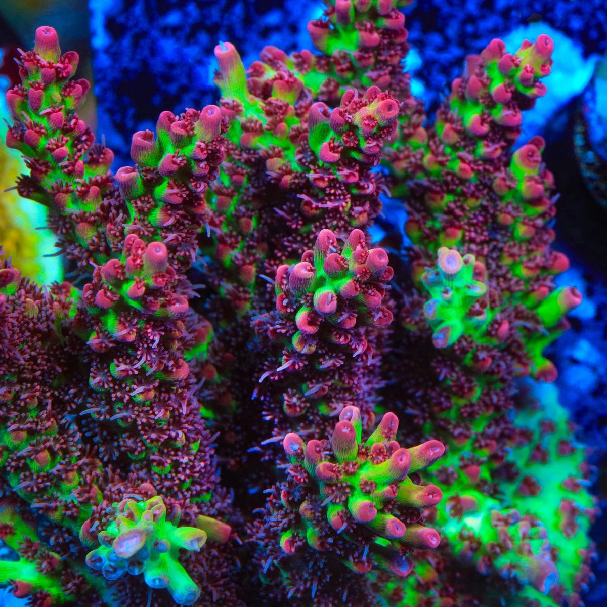 Strawberry Shortcake Acropora Saltwater Reef Co strawberry-shortcake-acropora-saltwater-reef-co