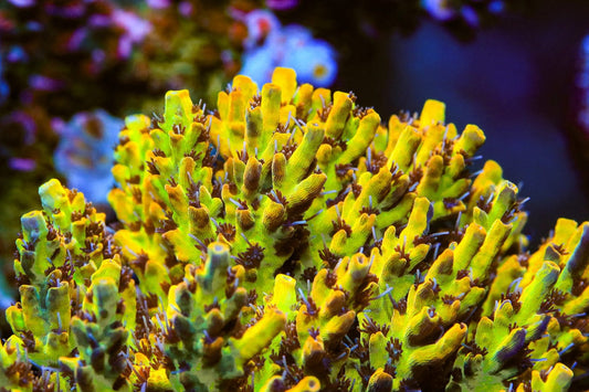 Pink Lemonade Acropora