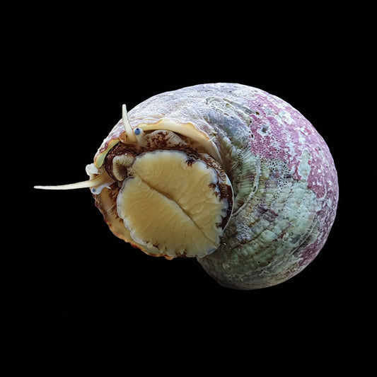 Tropical Turbo Snail