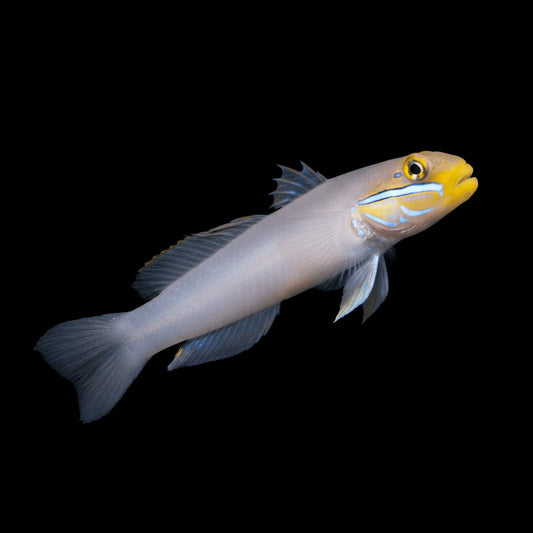 Large Gold Head Sleeper Goby