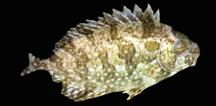 White Spotted Rabbitfish