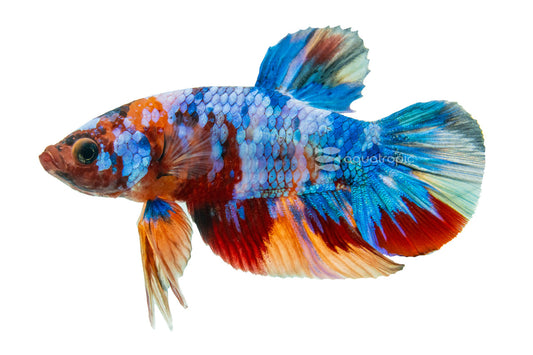 Neon Koi Betta Male