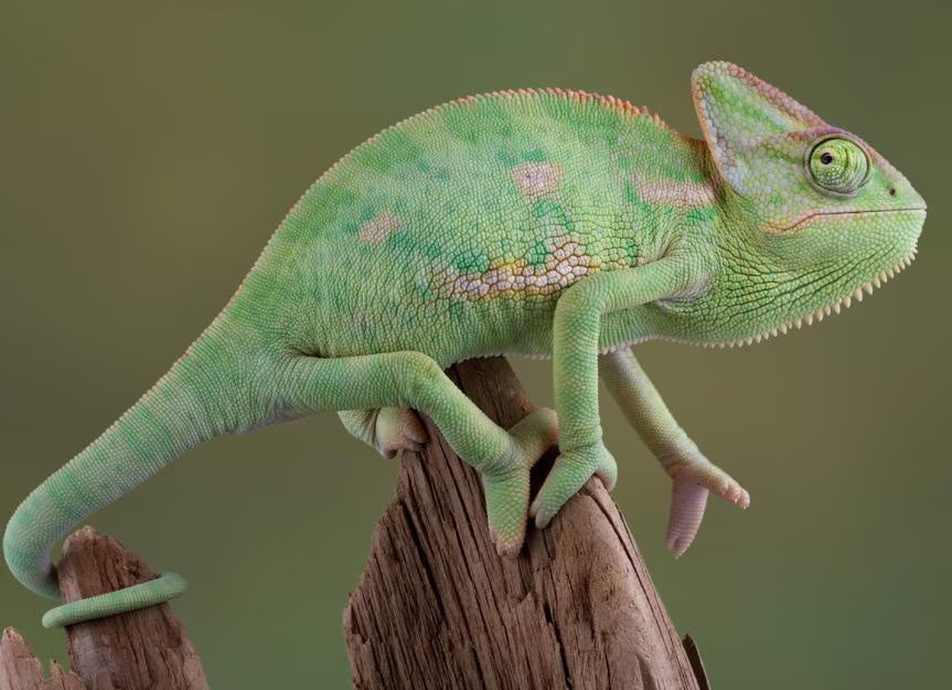 Veiled Chameleon
