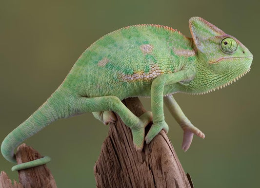 Veiled Chameleon